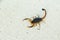 Insect poisonous Scorpion Lychas scutilus small body have color black.