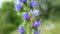 Insect pollinates purple flower close up.