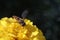 insect pollinates a yellow flower in summer, macro