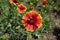 Insect pollinating flower of Gaillardia aristata