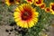 Insect pollinating flower of Gaillardia aristata