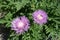 Insect pollinating flowers of Centaurea dealbata