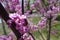 Insect pollinating flowers of Cercis canadensis