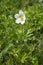 Insect pollinating white flower of Anemone sylvestris