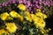 Insect pollinating yellow flowers of Chrysanthemum