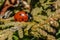 Insect portrait 7-spot ladybird