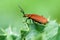 Insect portrait cardinal beetle