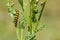 Insect portrait cinnabar moth caterpillar