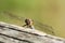 Insect portrait dragonfly head on