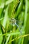 Insect portrait emperor dragonfly