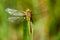 Insect portrait ruddy darter