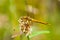 Insect portrait ruddy darter