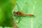 Insect portrait ruddy darter