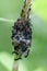 Insect portrait sawfly larvae