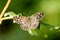 Insect portrait speckled wood butterfly