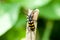 Insect portrait striped longhorn beetle