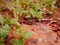 Insect presented on stone surface around natural green leaves field