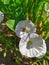 The insect Pyrrhocoris apterus eats delicious nectar, in a beautiful bindweed flower, sunny, a hot summer day in the garden