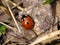 Insect red ladybug on a dry brown leaf