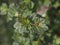 The insect is red. ladybugs and ant on a green leaf. View from above. Macro