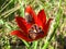 Insect in a red Tulip