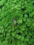 Insect resting on water plants