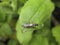 Insect rider. The hymenopteran insect on a green leaf.