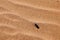 Insect on the sand in the desert Sahara