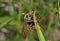 Insect sawfly (Tenthredinidae) 10