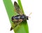 Insect sawfly (Tenthredinidae) 10