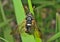 Insect sawfly (Tenthredinidae) 4