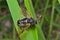 Insect sawfly (Tenthredinidae) 5