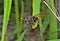 Insect sawfly (Tenthredinidae) 9