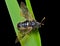 Insect sawfly (Tenthredinidae) 9