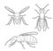 Insect Set Wasp Cartoon Vector Coloring Book