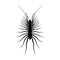 Insect silhouette.Scutigera coleoptrata. millipede. Sketch of millipede. millipede on white background. hand