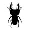 Insect silhouette. stag-beetle. Lucanus cervus. Sketch of stag-beetle. stag-beetle on white background. hand