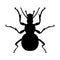 Insect silhouette. Sticker ground beetle bug. Carabidae coleoptera. Vector