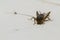 Insect, A single field cricket Gryllidae