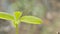 The insect sits on a green plant and flies away. Close-up