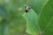 An insect sits on a leaf eaten by caterpillar