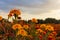 An insect sits on a tagetes flower and enjoys the sunset