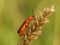 The insect sits on a wheat spikelet. Macro with blurry background. Pest control crop. Pollination of plants with flowers. Flora