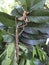 Insect a six-legged stick insects of the order phasmatodea