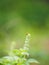 Insect Small insects cling to basil flowers animal