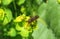 Insect on spurge flower in the garden, closeup