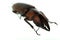 Insect stag beetle