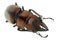 Insect stag beetle