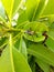 An insect standing on sapodilla tree leaf.
