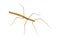 Insect stick Baculum extradentatum.